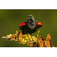 thumbnail image 2 of Illg, Cathy and Gordon 14x11 White Modern Wood Framed Museum Art Print Titled - FL, Green Cay, Red-winged blackbird singing, 2 of 4
