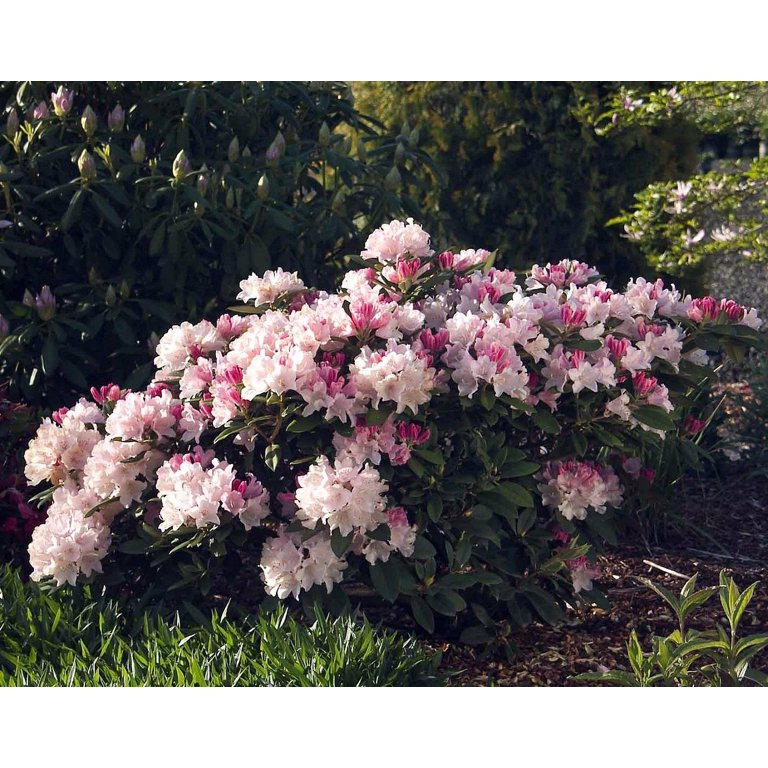 Yaku Princess Rhododendron - Very Hardy - Spectacular - 2.5" Pot