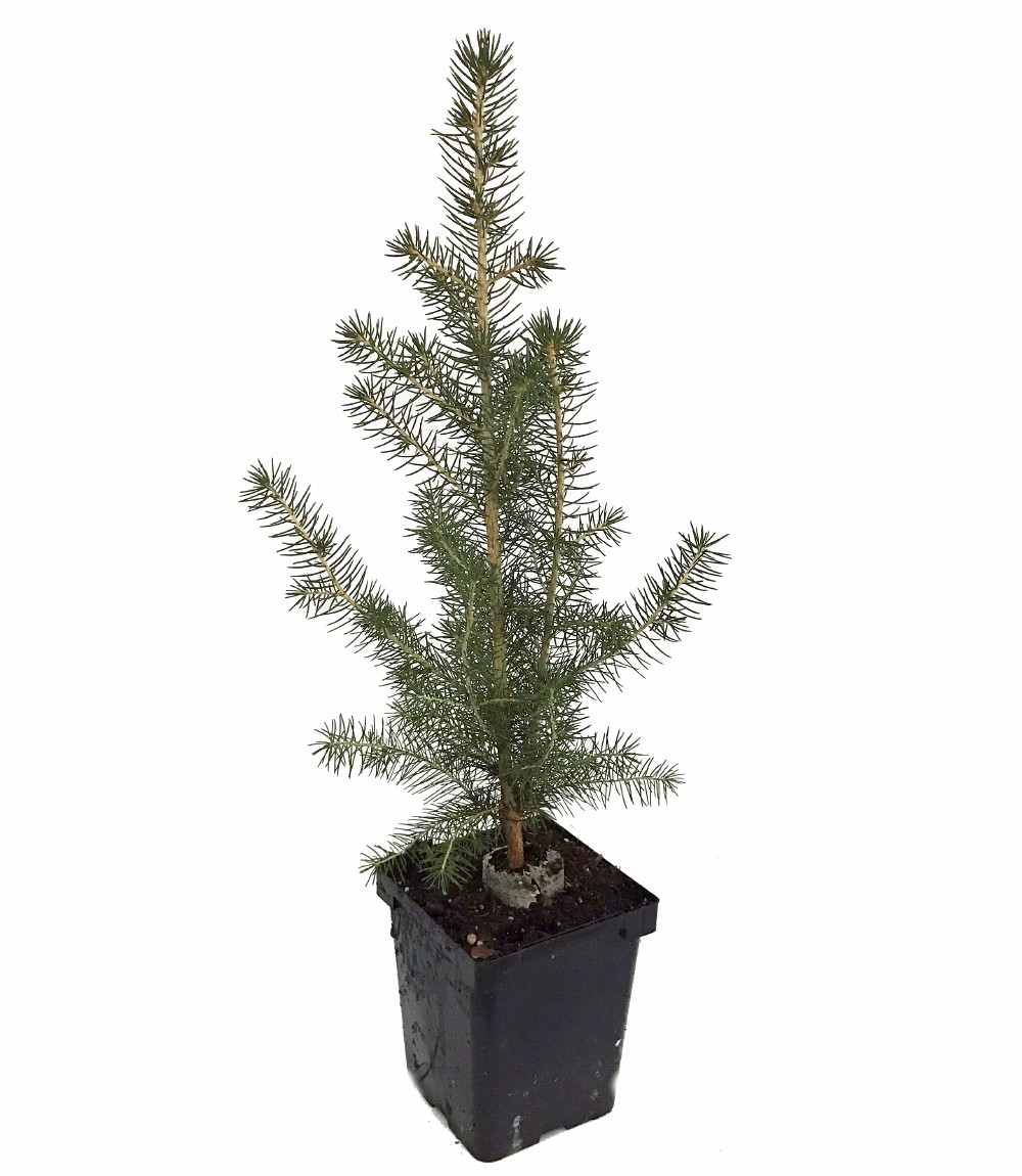 Norway Spruce - Picea abies - Quart Pot - image 2 of 4
