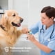 thumbnail image 4 of BOSHEL Cortaúñas para Perros - Cortaúñas para Perros Grandes con Sensor Rápido - Cortaúñas para Mascotas para Perros - Cortaúñas para Mascotas de Alta Resistencia con Protector de Seguridad y Lima de, 4 of 9