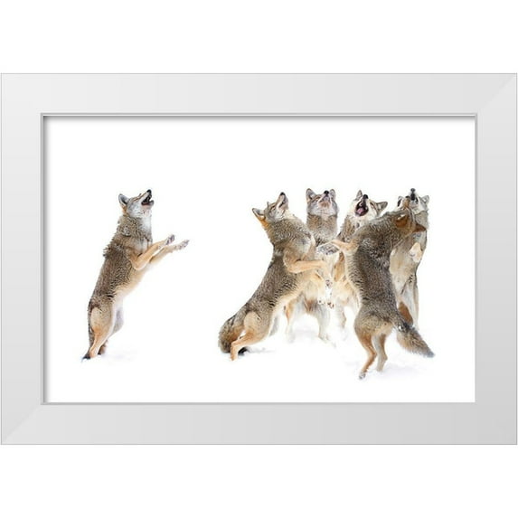 Cumming, Jim 14x11 White Modern Wood Framed Museum Art Print Titled - The Choir Coyotes