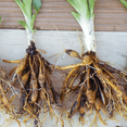 thumbnail image 2 of 25 Wild Orange Daylily Roots Plant, Hardy Perennial, 3 to 6 inches Dormant Roots for Planting, 2 of 5