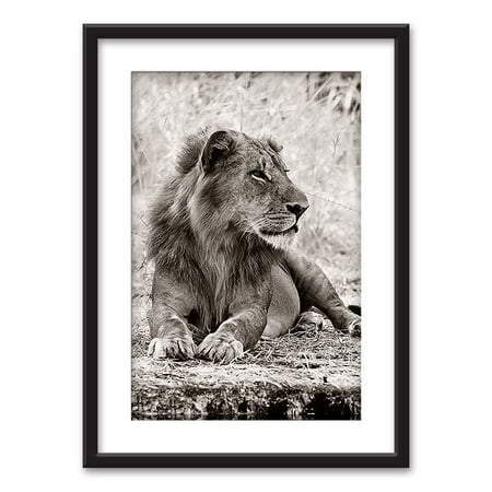 Lions Framed Wall - wall26 - Framed Wall Art - Male Lion in Black White - Black Picture Frames White Matting - 23x31 inches