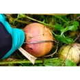 thumbnail image 6 of 3000 LAURENTIAN RUTABAGA Brassica Napus Vegetable Seeds, 6 of 7