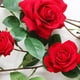 thumbnail image 4 of Guirnalda de rosas artificiales Sharplace, plantas de seda, guirnalda de flores para fiestas en hoteles y hogares Rojo 9cm, 4 of 9