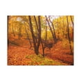 thumbnail image 2 of Fall Orange Tree Forest Nature Wilderness Photography Canvas Wall Art for Home Decor Ready-to-Hang, 2 of 18