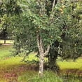 Expert Gardener Tenn European Pear Live Tree, 2-3 ft Tall, Grower Pot ...