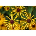 thumbnail image 2 of Seedville 300 Sweet Coneflower/ Rudbeckia Subtomentosa Flower Seed, 2 of 7