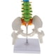 thumbnail image 4 of Modelo Anatómico De 45 Cm De Vertebral 1: 1 Perfecto Para La Educación Escolar Estudios Anatómicos Cantidad, 4 of 9