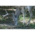 thumbnail image 2 of Whitetail Institute 30-06 Mineral/Vitamin Deer Supplement Granular 20 lb, 2 of 4