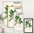 thumbnail image 4 of Designart Vintage Botanicals II FLOAT FRAME WALL ART, 4 of 4