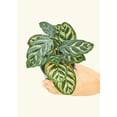 thumbnail image 2 of Calathea Makoyana Live Green Plant in 8" Pot, 2 of 6