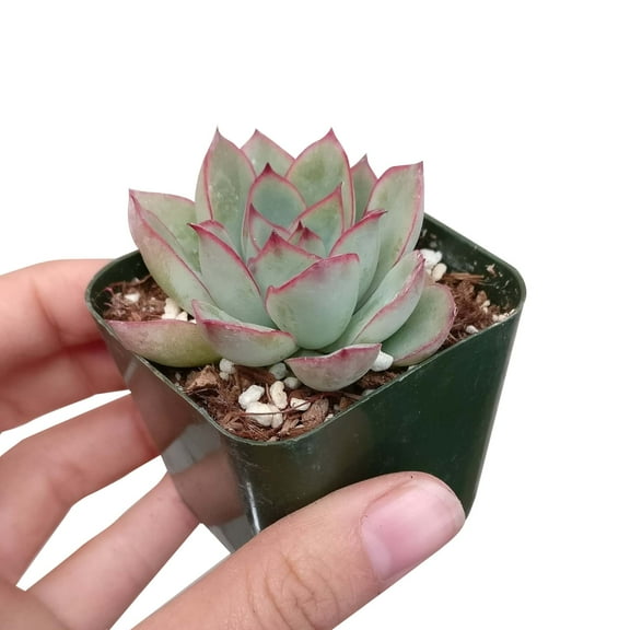 Echeveria Pulidonis Red Edged (2"  Plastic Pot) - Tiny, Lovely, Easy to Care Rosette Succulents - Live Succulents for Indoor Places