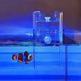 thumbnail image 3 of Anillo de alimentación para peces de acuario, cuenco alimentador automático de alimentos para mascotas, acrílico transparente, 1 ud., 3 of 5