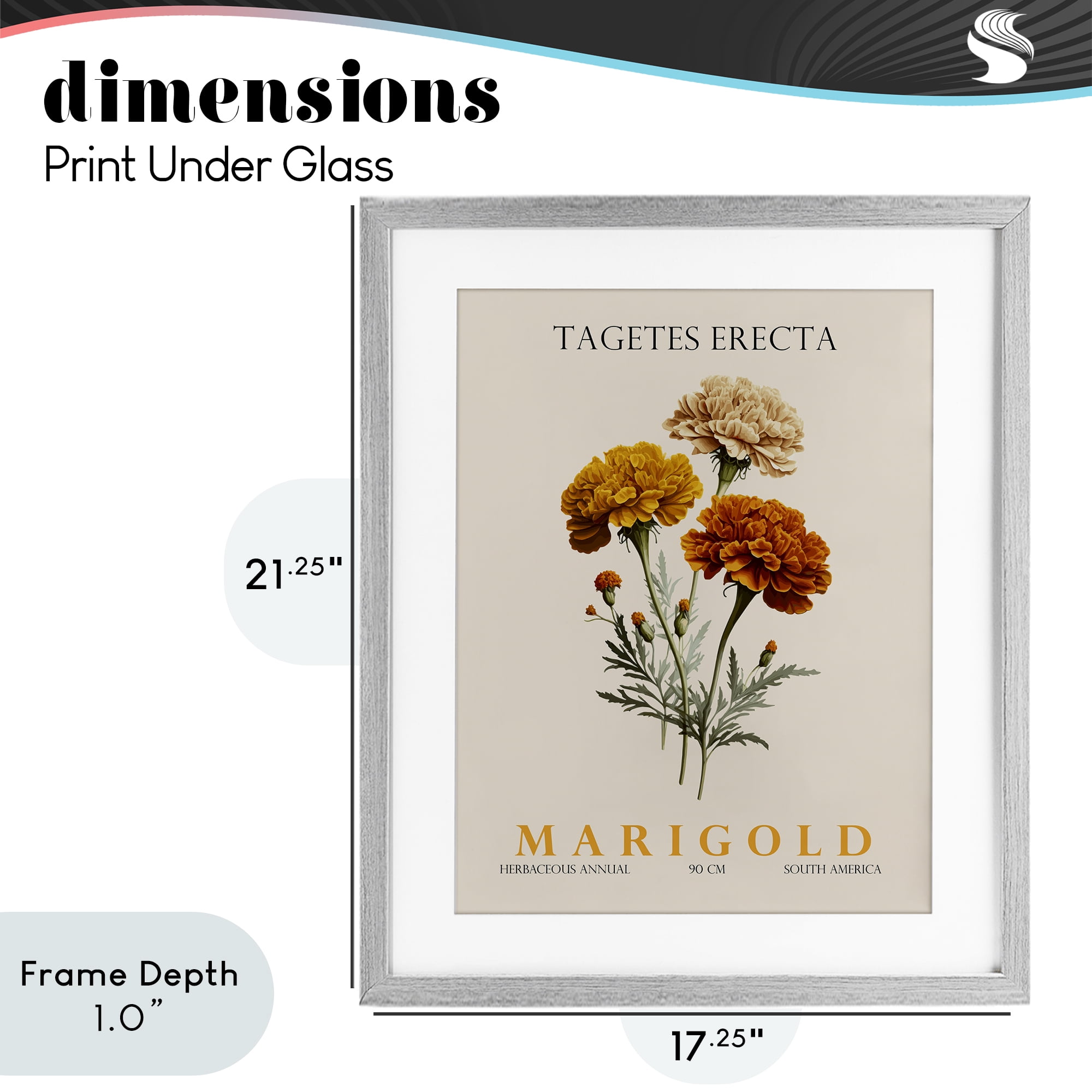 Stupell Industries Natural Marigold Bundle Gray Framed Print Under Glass, design by Christopher Giampietro