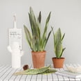 thumbnail image 2 of Inteprter Planta respetuosa con el medio ambiente que admite mascotas con apariencia realista para la elegancia de la oficina en el hogar Sin Decoración 3 hojas 40 CM C 40 CM C, 2 of 6