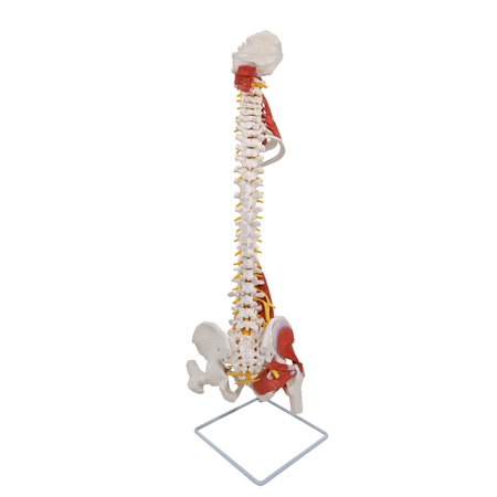 Axis Scientific Human Vertebral Column Model with Spinal Muscles, Nerves, and Femur Heads for Medical Education