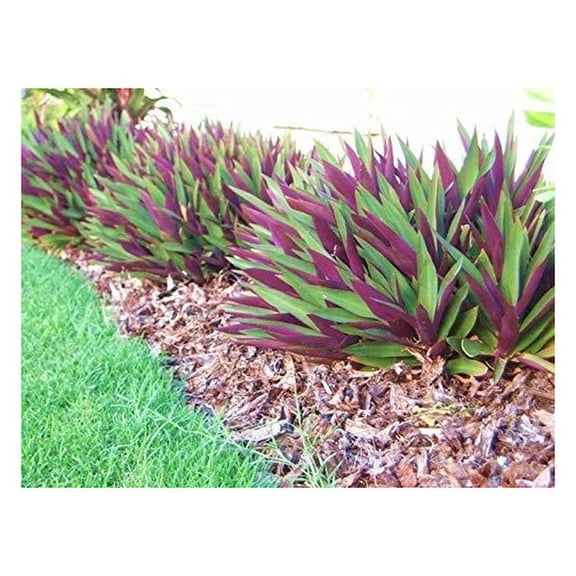 10 Oyster Plants - Young Starter Plants- Healthy Organically Grown- Easy to Grow