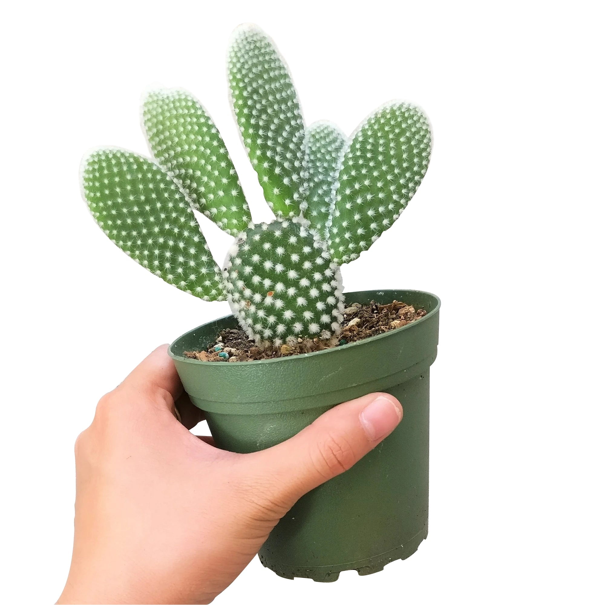 Angel's Wing Bunny Ear Cactus (2"+ Plastic Pot) - Live Healthy Cactus -  Easy to Grow and Care Cactus Succulent - Walmart.com