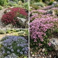 thumbnail image 3 of 12000 Creeping Thyme Mix Seeds, Outdoor Ground Cover, Mixed Variety Thyme for Garden, 3 of 5