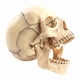 thumbnail image 3 of Medical-Skull Human Body Model Education Skull Model 1:2 for Student Teaching Study Assembling Model, 3 of 5