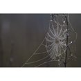 thumbnail image 2 of Spider Web Covered In Dew Drops  Florida. Poster Print, 2 of 2