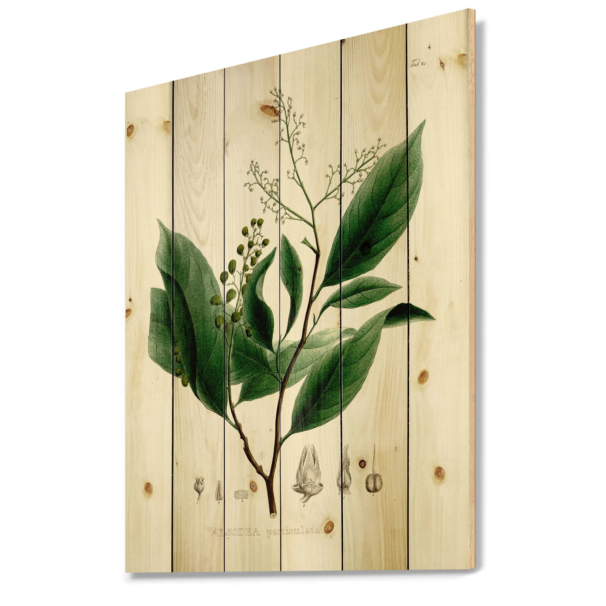 Designart 'Ancient Brazilian Plant II' Traditional Print on Natural Pine Wood