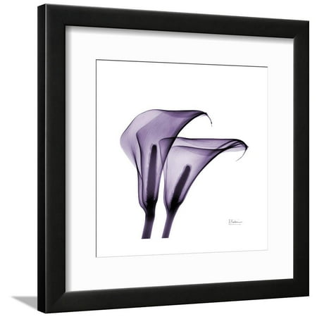 Grape Calla Lilies 2 Framed Print Wall Art By Albert Koetsier
