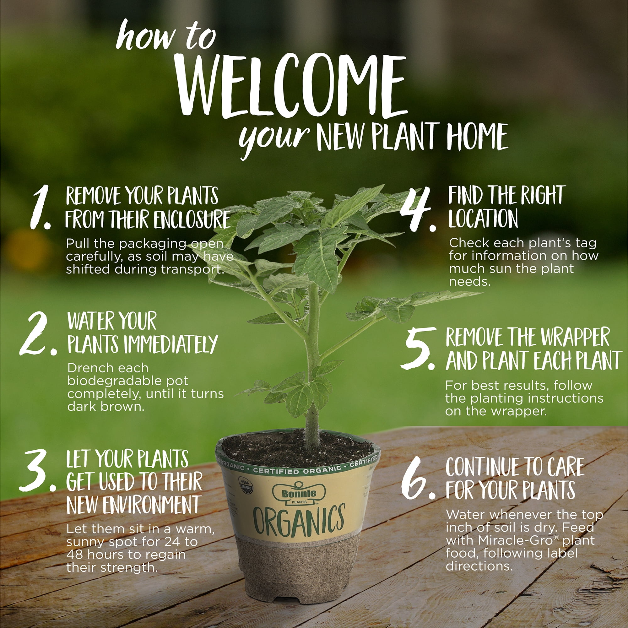 Bonnie Plants 3-5 ft Bush Tomato Live Plant, Stocky/Strong