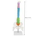 thumbnail image 3 of New Colored Life Size Flexible Anatomical Human Skeleton Spine Model with Pelvis Femur 45cm, 3 of 4