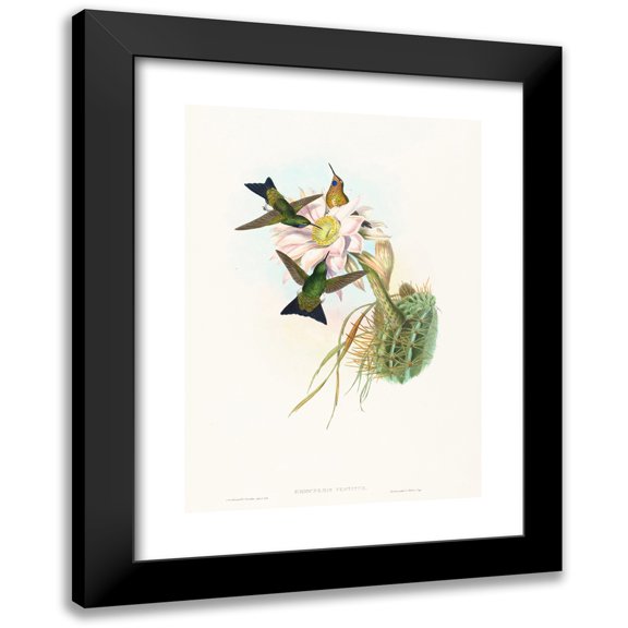John Gould 11x14 Black Modern Framed Museum Art Print Titled - Eriocnemis Clothing (Glowing Puff-Leg)