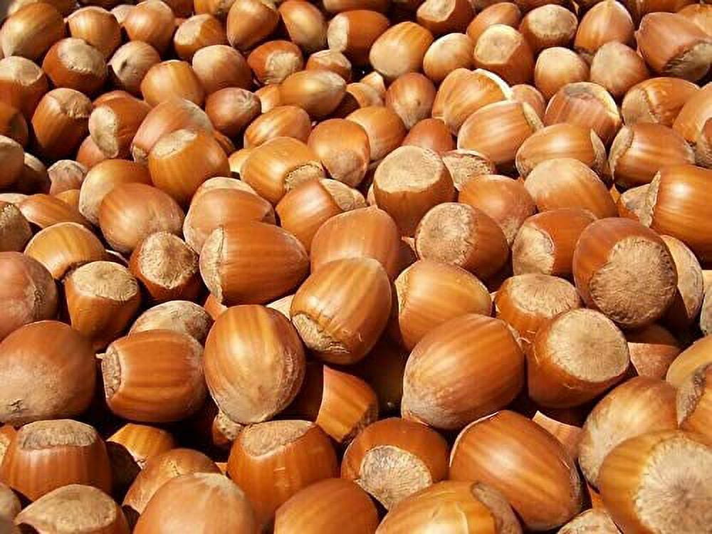 Freshly Harvested American Grown Raw In-shell whole Hazelnuts Filberts Large  - 4LB