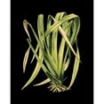 thumbnail image 3 of Vision Studio 20x24 Black Modern Framed Museum Art Print Titled - Custom Green Leaves on Black IV (LG), 3 of 5