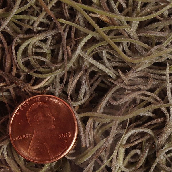 Natural Dried Spanish Moss 10 Lb. by Paper Mart