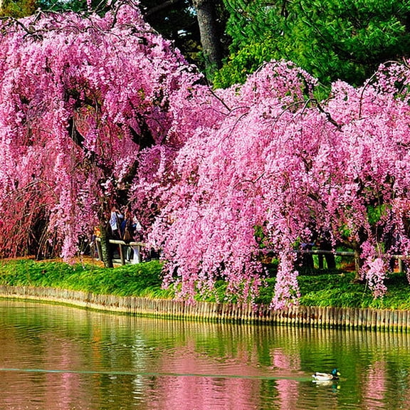 KVITER 30 Weeping Sakura Plant Seeds, Cherry Blossom
