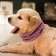 thumbnail image 3 of Elastic Puppy Earmuff Comfortable Dog Snood for Pet Use, 3 of 3