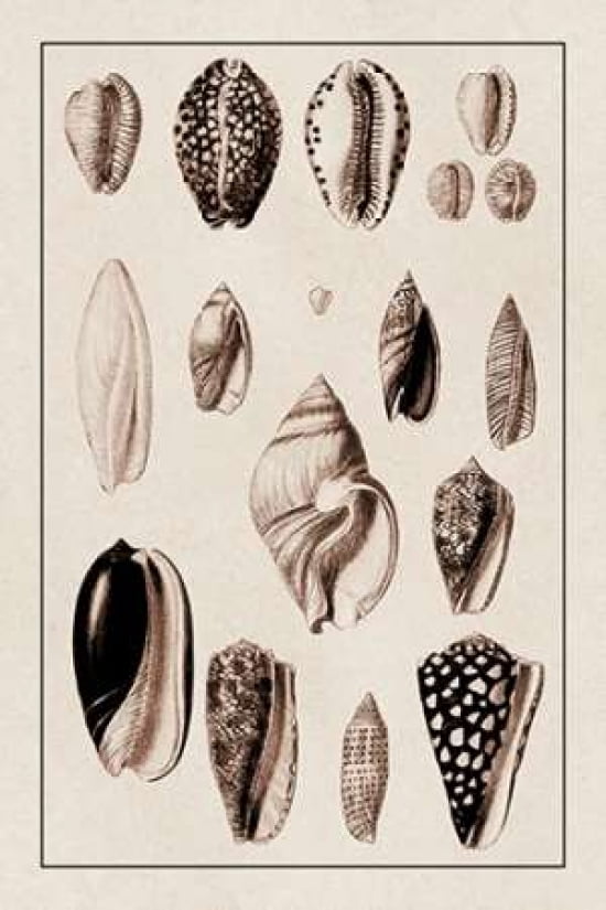 Shells Convoltae An