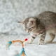 thumbnail image 2 of Juguete Para Gatos. Juguete Interactivo Para Gatos Con Plumas. Juguete Para Gatos. Autoempleo Con, 2 of 3
