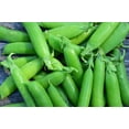 thumbnail image 3 of 50 Seeds SUGAR ANN PEA Stringless Sweet Green Snap Pisum Sativum Vegetable Seeds, 3 of 11