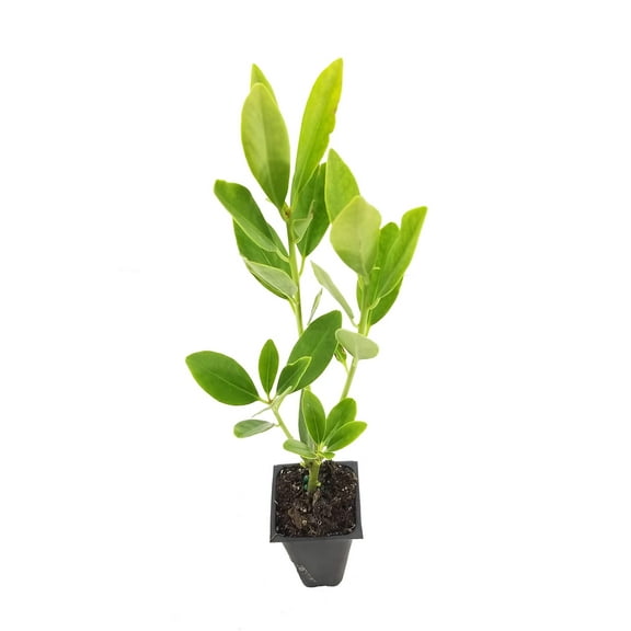 Anise Forest Green - 30 Live Plants - Illicium Parviflorum - Shade Loving Evergreen Hedge