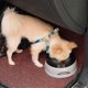 thumbnail image 2 of 2025 750ml Portable Splash-proof Dog Floating Bowl Water Dispenser Drinking Feeder, 2 of 5