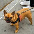 thumbnail image 1 of Minkissy 5Pcs Pet Poop Bag Holder Abs Material for Daily Walking in Black Color, 1 of 8