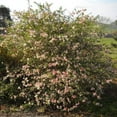 thumbnail image 4 of Flowering Quince 'Toyo Nishiki', 4 of 7