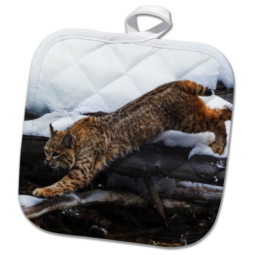 3dRose, Bobcat stalking, 8x8 Potholder