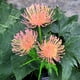 thumbnail image 5 of RKSTN solar light Solar Flower Lights Outdoor, Solar Flowers Garden Decorative Lights Led Stake Lights Auto On/Off Bright Up To 8 Hrs, 5 of 9