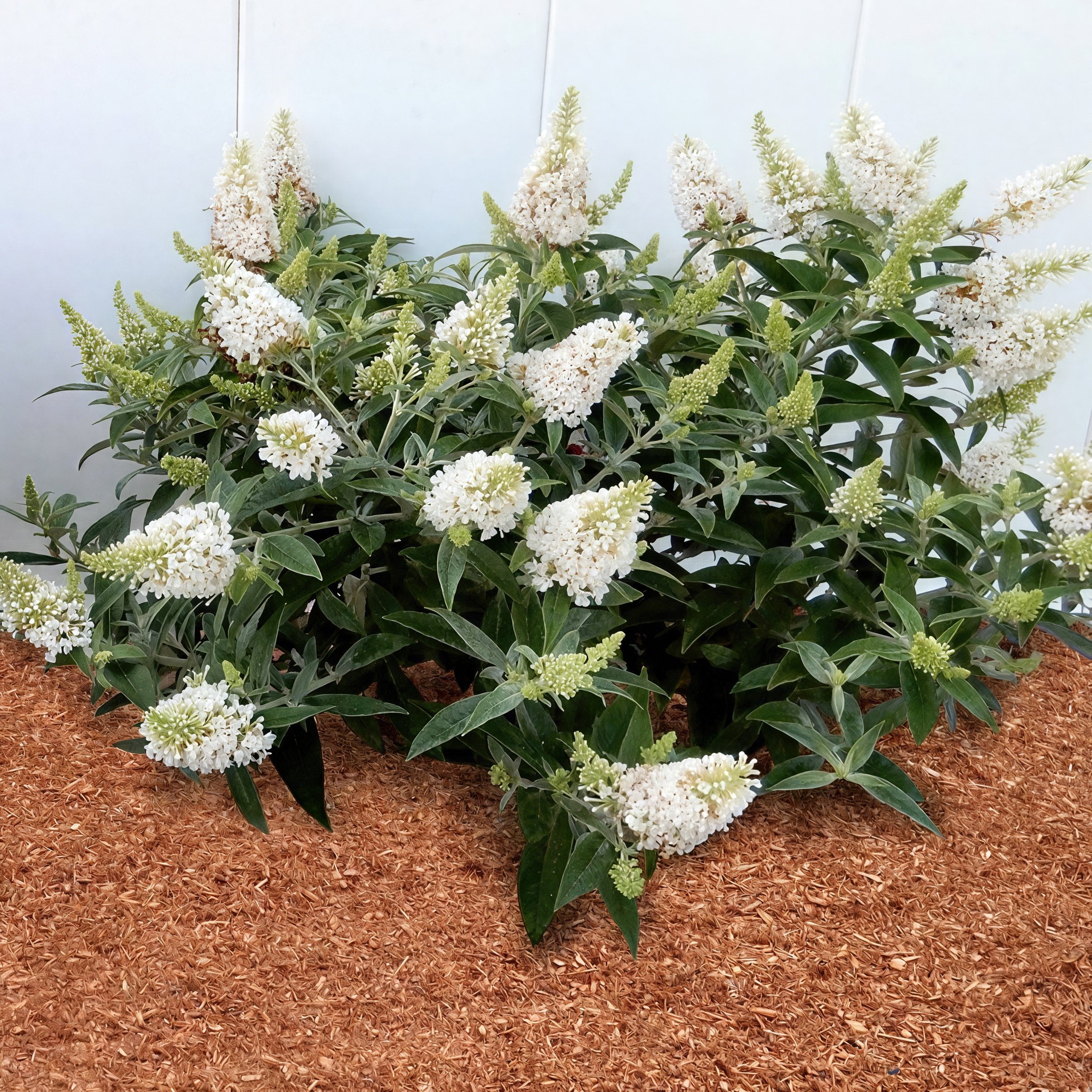 4 in. Buddleia Dapper White Live Shrub with White Flowers (3-Pack)