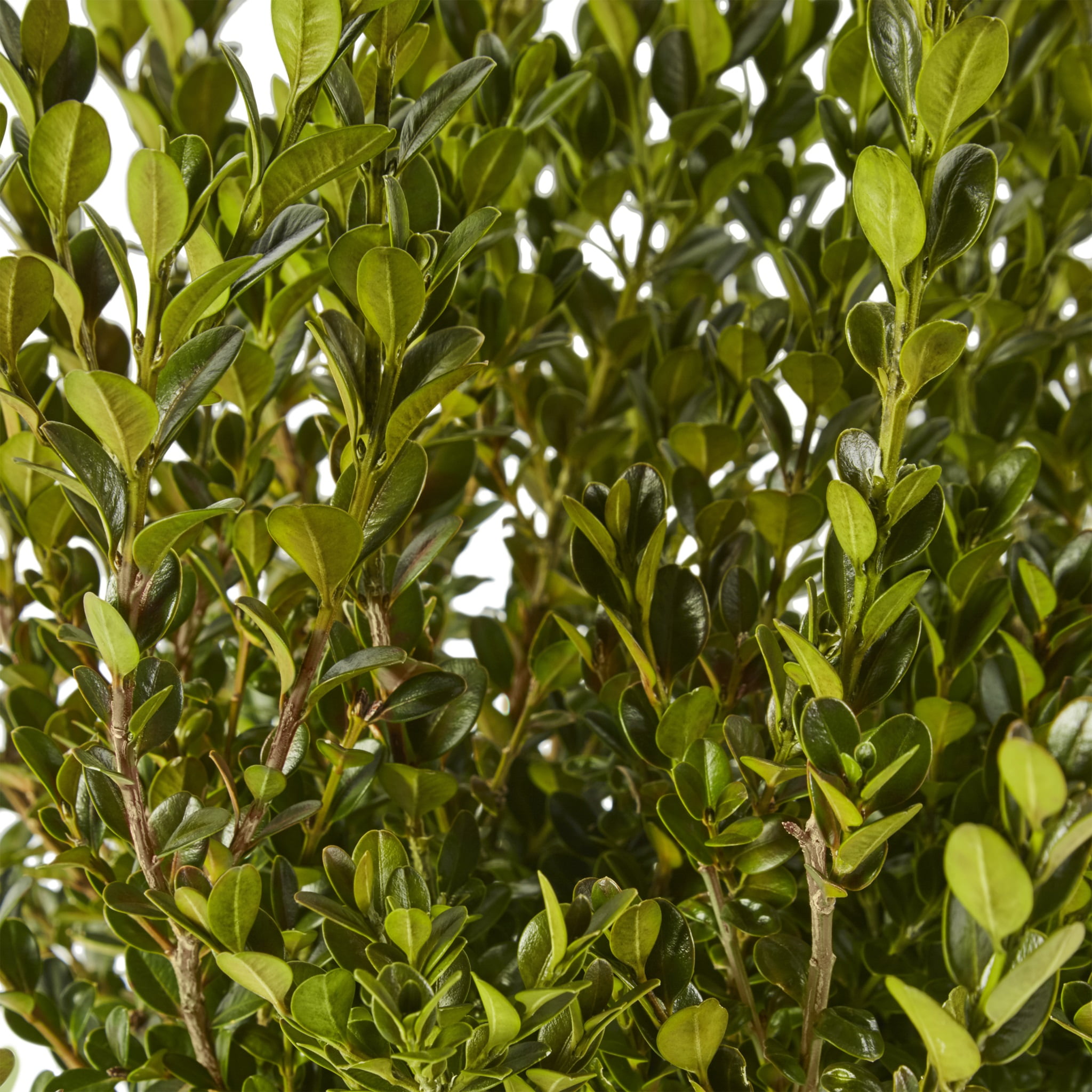 Expert Gardener Wintergreen Boxwood Live Shrub