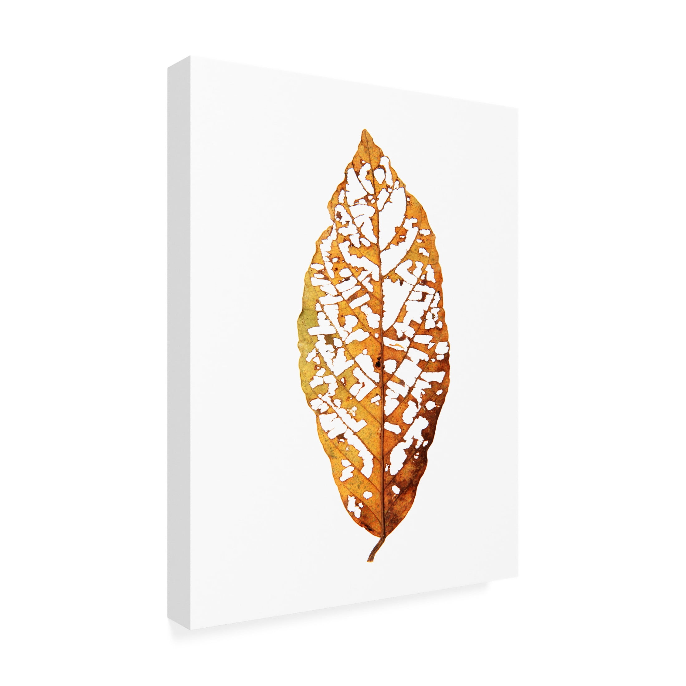 Trademark Fine Art Shot by Clint Rainforst Leaf 01 Canvas Wall Art