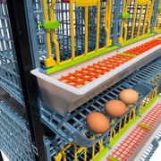 قفص دجاج وقت الفقس - طبقة واحدة H: 15 ( قابل للغسل ، متين ، ABS بلاستيك ) | Cimuka
