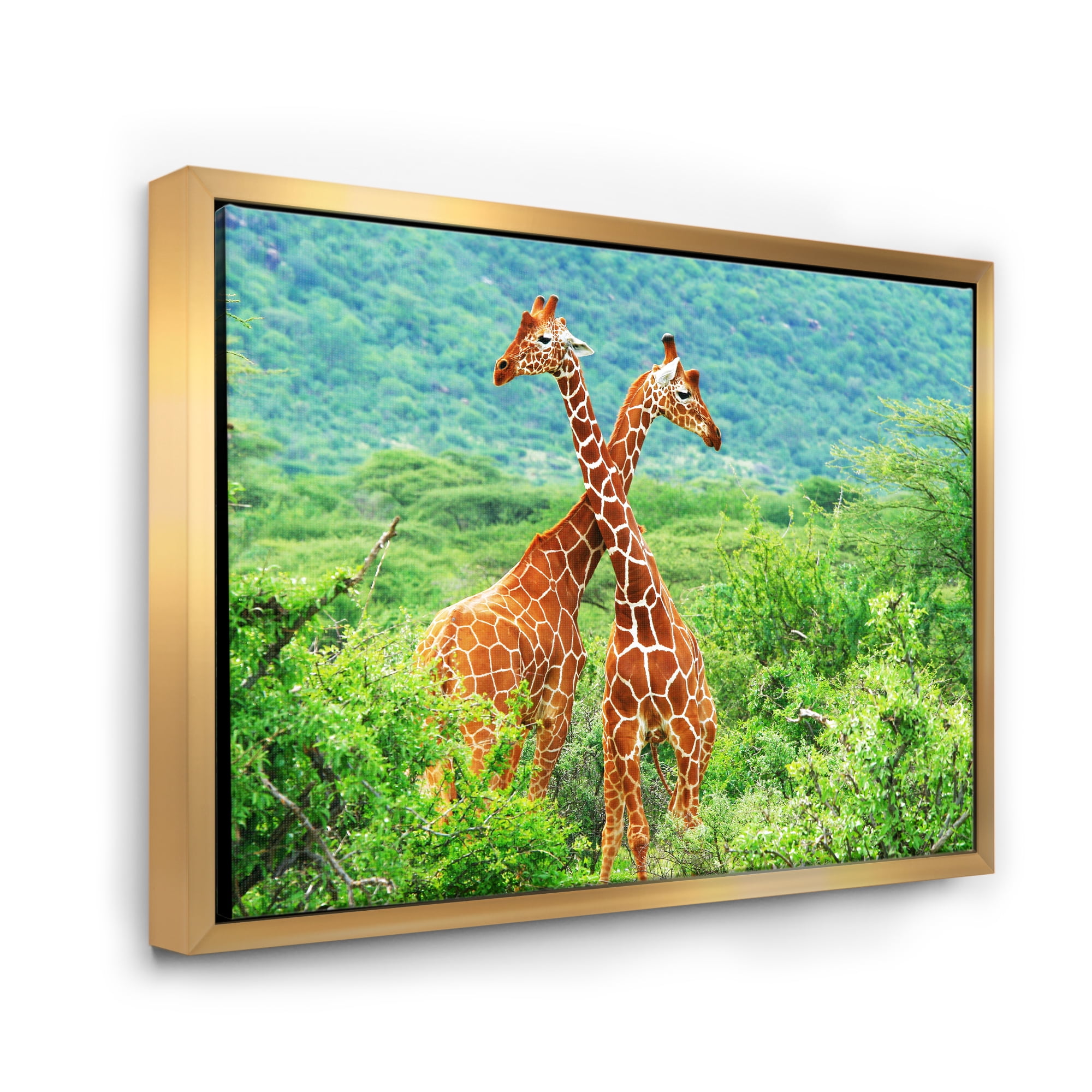 Designart 'Two Giraffes Fighting In Lush Green Wild' Farmhouse Framed Canvas Wall Art Print